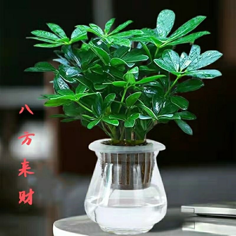 现货速发八方来财盆栽七叶莲懒人水培土培绿植室内绿植桌摆办公室