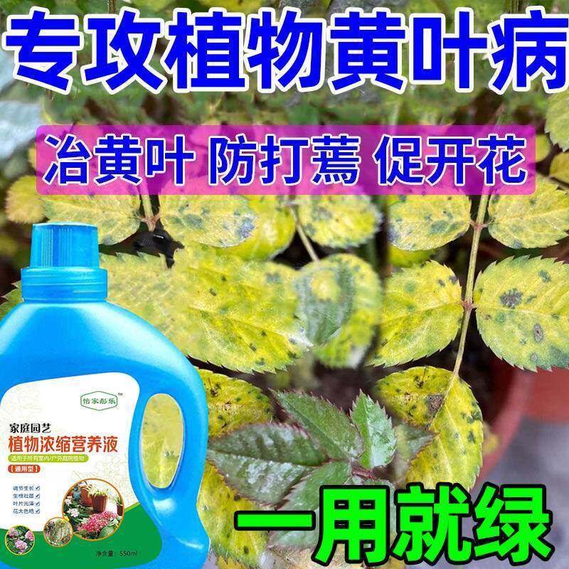 现货速发黄瓜月季果树君子兰黄叶病鸟叶子发黄植物黄叶枯叶麪肥营