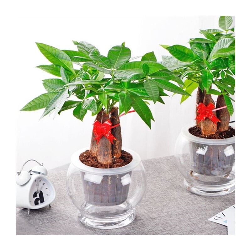 现货速发发财树盆栽客厅旺宅绿植室内招财水培绿色植物桌面办公室