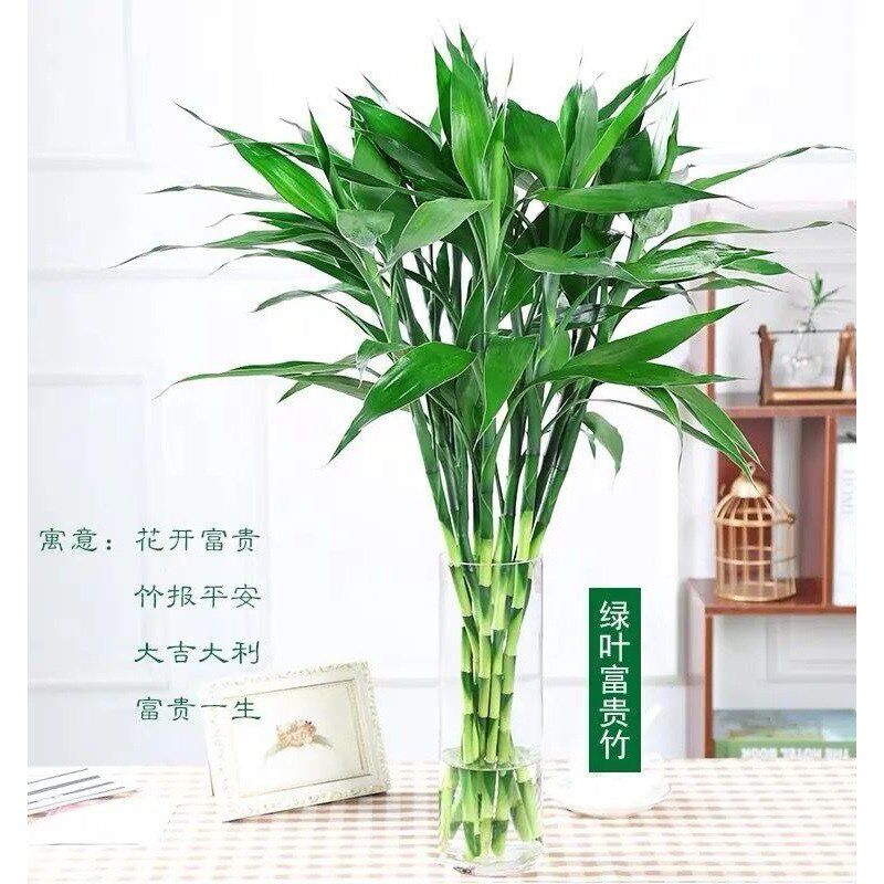 现货速发富贵竹水养花卉转运竹水培植物盆栽观音四季室内净化空气
