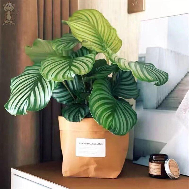 现货速发不需要光的绿植不用晒太室内盆栽植物耐阴耐寒花卉喜阴吊