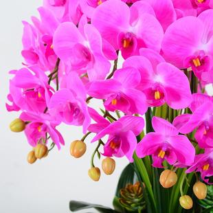 档蝴蝶兰仿真假厅花卉花艺客电视饰柜餐桌面插花盆KLL景装 摆高件