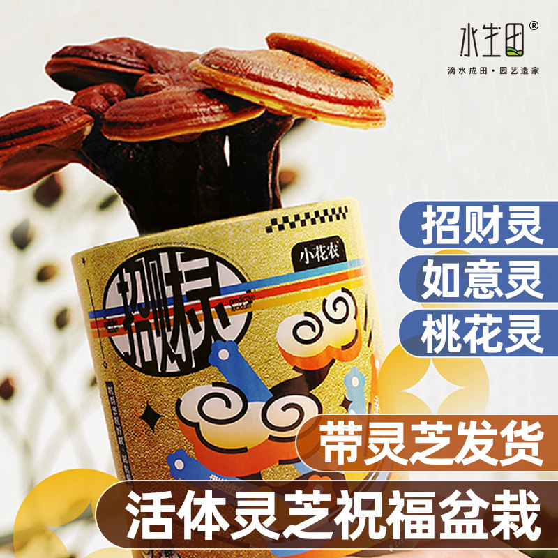 速发活灵芝盆栽真罐如童物盆景蘑菇种植包儿植种植小盆栽招财桃花
