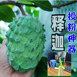 工具果树葫芦点花器沾 现货速发释迦授粉神器罗汉果授粉人工授粉