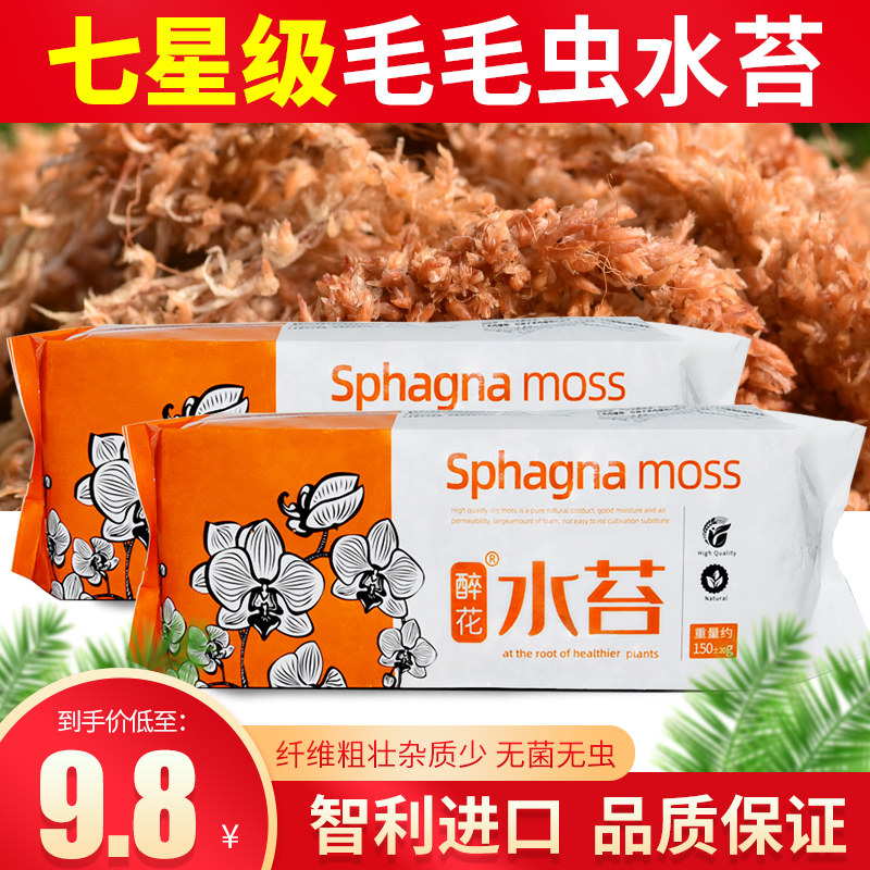 速发智利七星干蝴苔毛毛虫干苔藓兰花基蝶兰食虫植物用保湿水质土