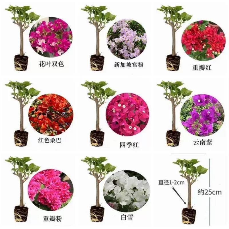 新疆包邮巴西三角梅爬藤植物庭院老桩室外花卉盆栽重瓣带花树大苗