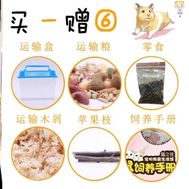 仓鼠活物已打疫苗仓鼠活物加笼子网红小宠物金丝熊活物仓鼠公仔