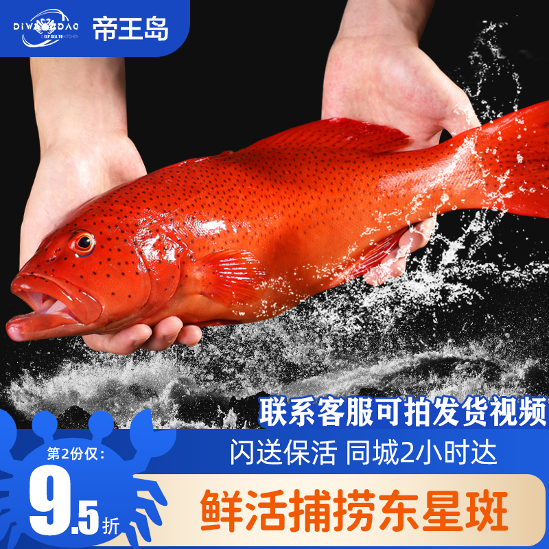 【鲜活】东星斑深海捕捞鲜活石斑鱼超大野化海鲜水产年货送礼