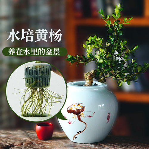 水培绿植物黄杨小盆栽造型v树罗汉松盆景老桩水养办公室内好养四