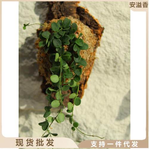 板植球兰威尔伯心叶内锦戴维德三色球兰费氏球兰墙面装饰植物