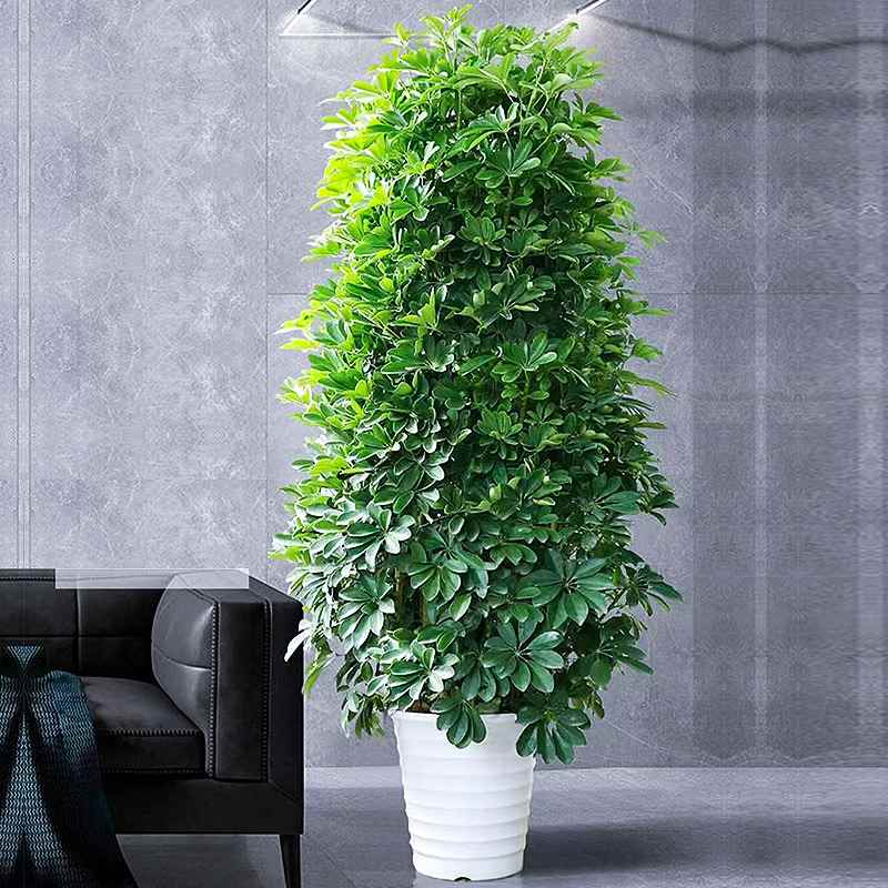 【折扣】客厅落地式绿植室内大盆栽真花七叶莲招财树植物鸭脚木八