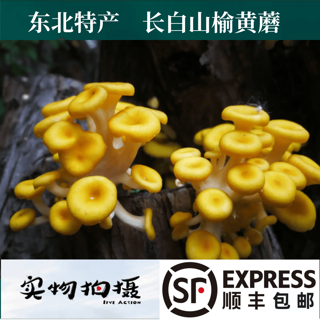 东北特产长白山新鲜榆黄蘑野生榆黄蘑现采现发顺丰空运包邮
