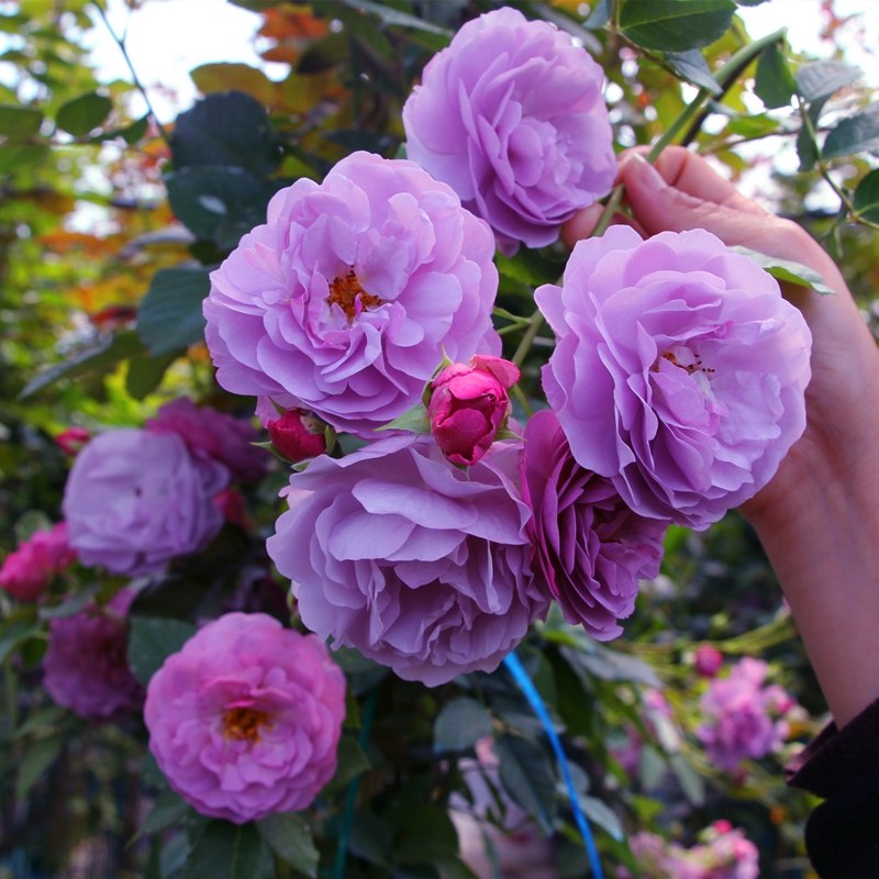 速发无刺爬藤蔷薇月季花环薰衣爬花苗台庭院草墙玫瑰苗四季花卉绿