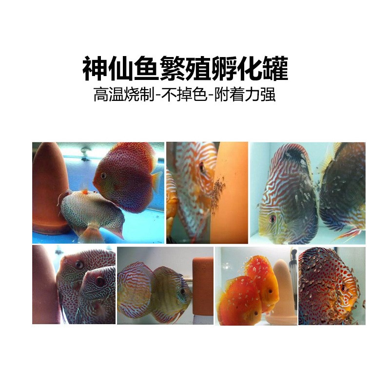 速发砂彩神仙鱼罐殖桶产卵繁燕鱼孵化器神仙鱼产卵桶陶罐紫七