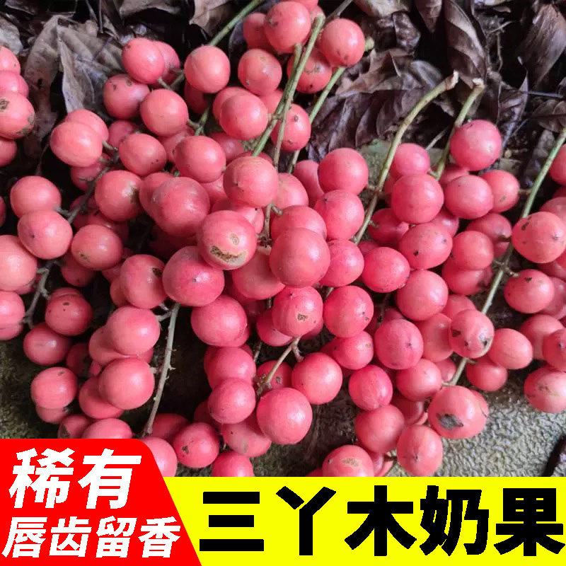 广西云南特产木奶果当季新鲜水果稀有唇齿留香三丫果西双版纳红果