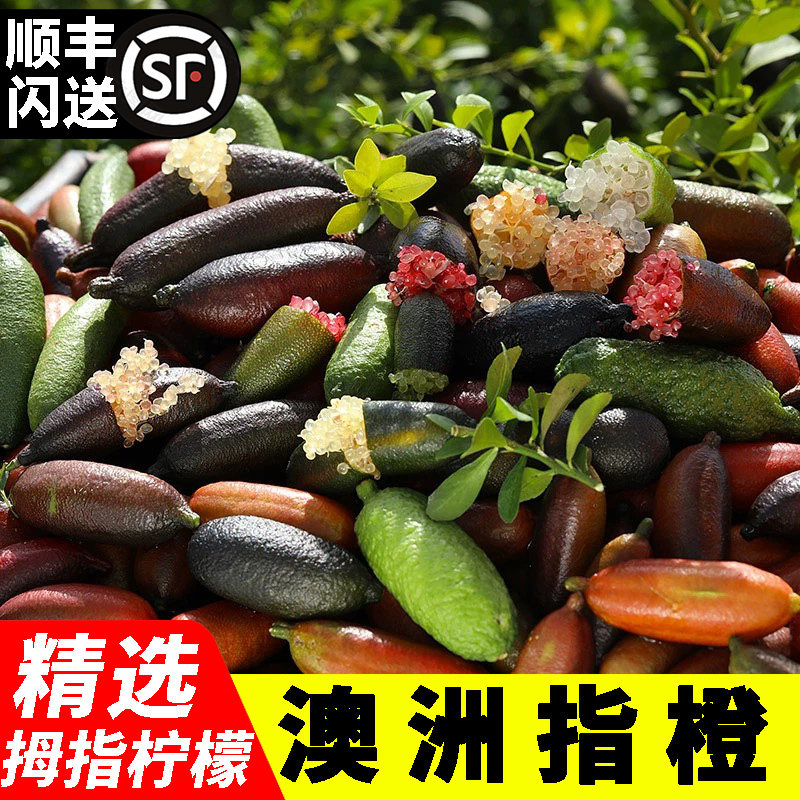 特级鲜果澳洲指橙 新鲜手指柠檬鱼子酱水果 西餐食材拇指青柠