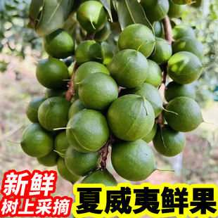 云南新鲜现摘夏威夷果鲜果生果青皮果原味澳洲坚果营养无添加水果