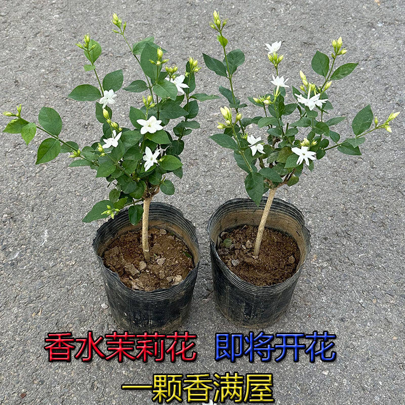 茉莉花盆栽树苗四季开鲜花卉香水笔尖茉莉带花苞驱蚊室内外南北方