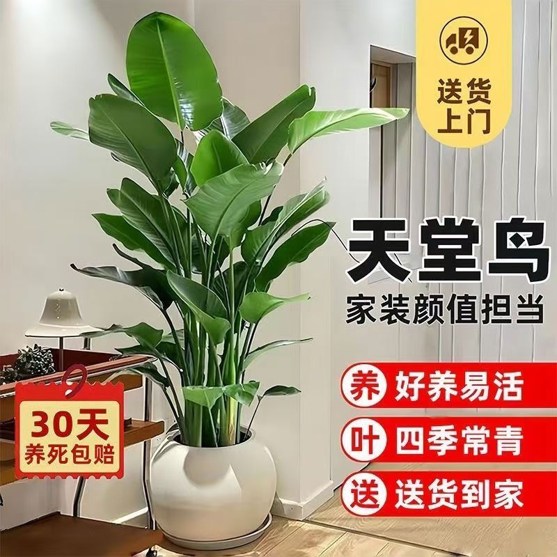 天堂鸟客厅绿植室内落地盆栽大型植物办公室高级感真树鹤望兰盆栽