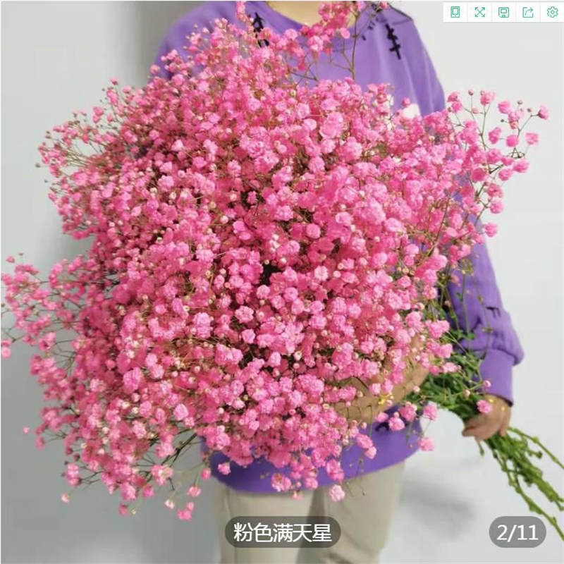 满天星鲜花网红鲜花花零售摆摊生日礼物客昆明基地直发(鲜花发货)