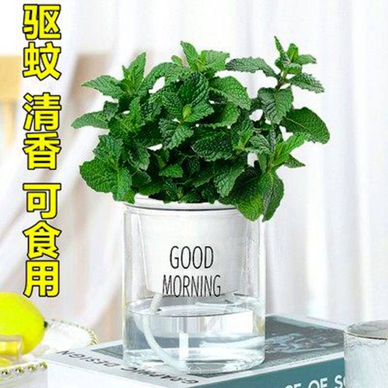 薄荷盆栽可食用薄荷叶水培植物迷迭香绿植驱蚊草室内盆栽花卉客厅