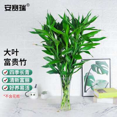 安赛瑞大叶富贵竹水培植物10根装高约70-80cm不含瓶5H00025