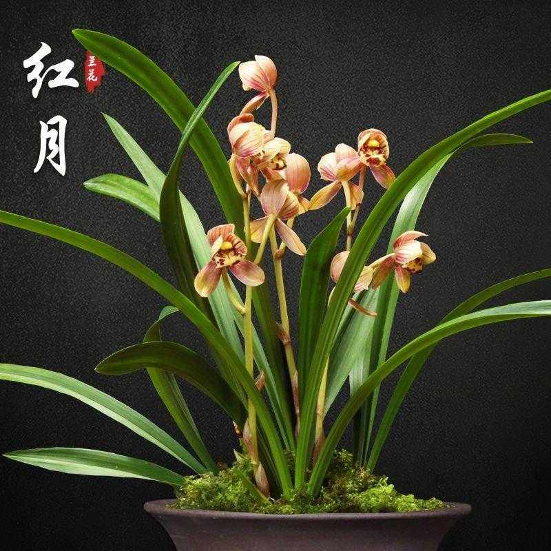 红月兰花苗盆栽四季兰草名贵浓香花苞室内阳台好养建兰花卉绿植