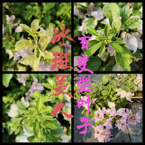 冰斑美人b新品三角梅苗扦插苗鲜花爬藤盆栽植物阳台种植四季开花