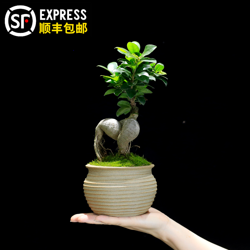 小叶人参榕树g盆栽室内办公室茶几桌面小绿植造型老桩植物四季常