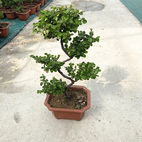 珍珠梅盆景 f花卉植物带花s型造型老桩室外阳台庭院多年生耐热好