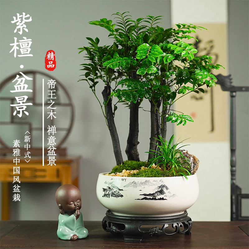 小叶紫檀盆景盆栽植物室内t桌面绿植花卉四季好养活客厅阳台办公