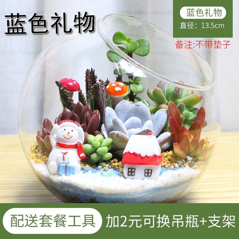 微景观 多肉植物组合 创意肉肉盆栽 DIY多Q肉组合 玻璃瓶多肉