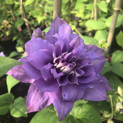大花重瓣铁线莲苗円空圆空花期长阳台花园植N物盆栽花爬藤攀援大