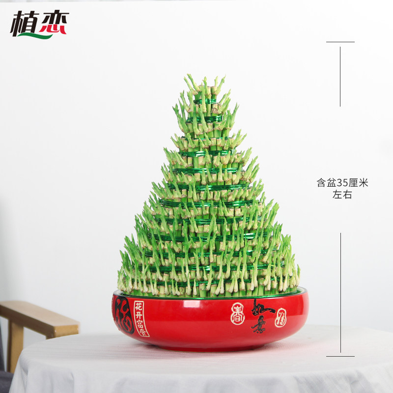 竹塔 宝塔竹富贵竹水培植物竹子办F公室茶几好养发财竹 宁波同城