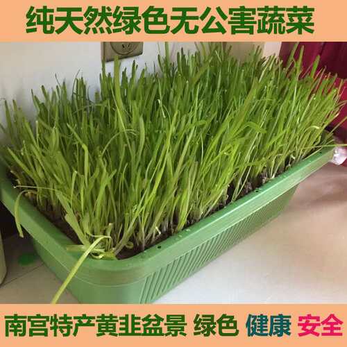 南宫特产黄韭盆景无公害有机蔬菜室内G阳台盆栽花卉韭菜根苗促销
