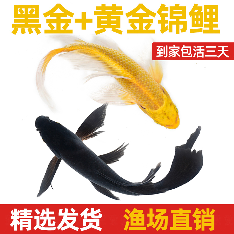顺丰黑色锦鲤鱼黑金锦鲤长尾龙凤乌金鱼冷水锦鲤金鱼活鱼锦鲤