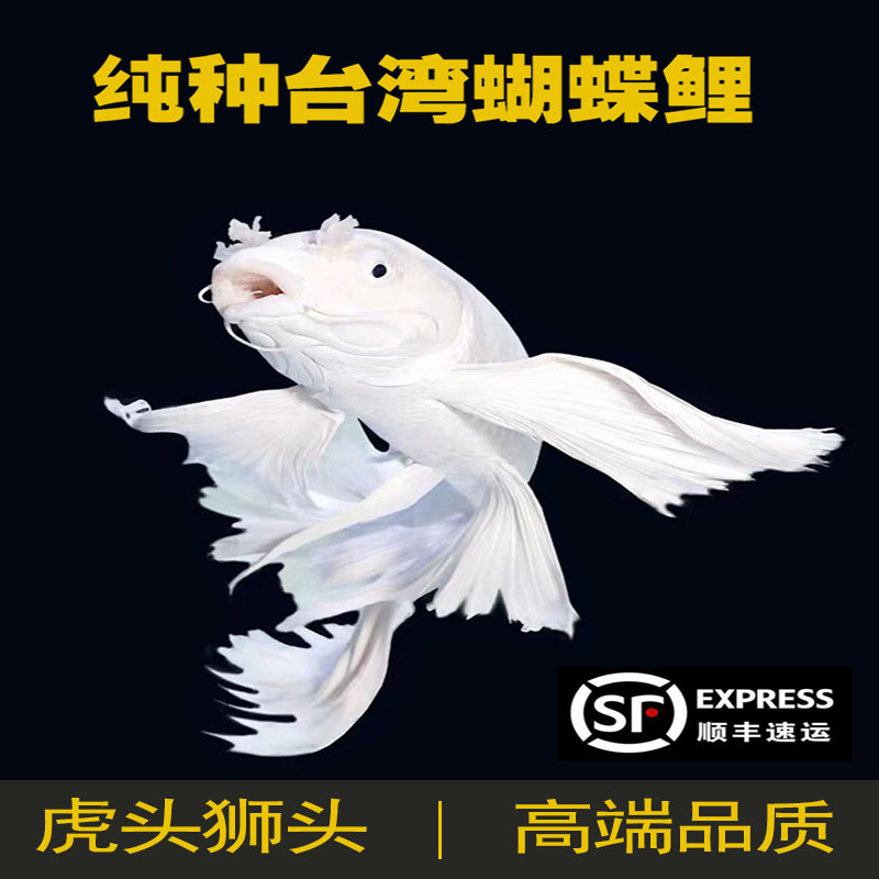 台湾纯种蝴蝶鲤冷水观赏鱼招财短身球体金鱼鱼苗好养锦鲤大鳍大尾