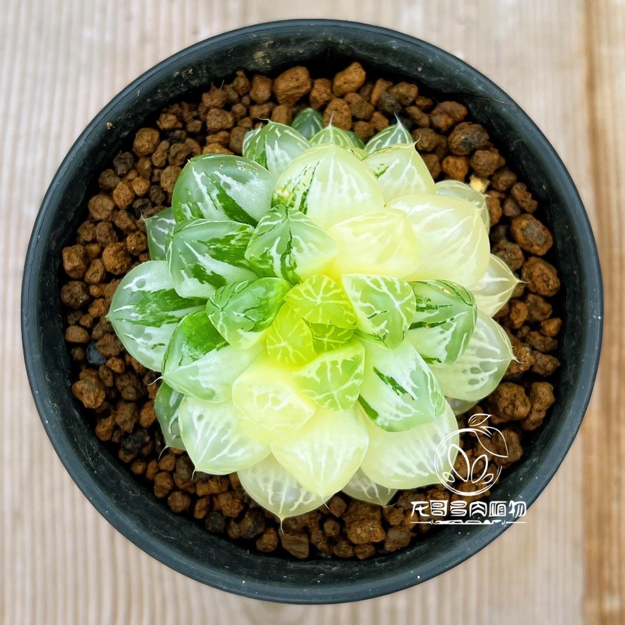 苏州玉露锦苏锦十二卷绿植盆栽龙哥多肉植物一物一拍带盆发货