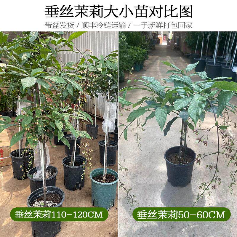 大花蕙兰盆栽垂丝茉莉盆栽带花苞发货年宵花好养大苗绿植满屋飘香