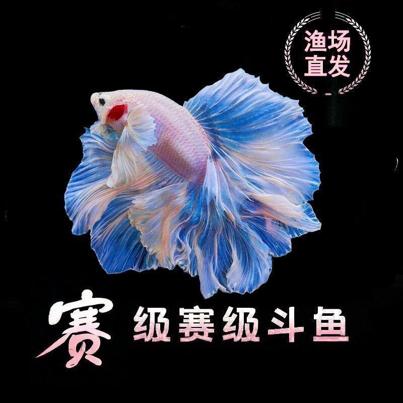 斗鱼泰国宠物赛级一公婚纱半月纯白粉白色繁殖观赏热带淡水鱼
