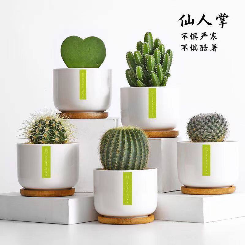 仙人球盆栽室内花卉仙人掌类电脑桌面绿植小可爱多肉植物盆景