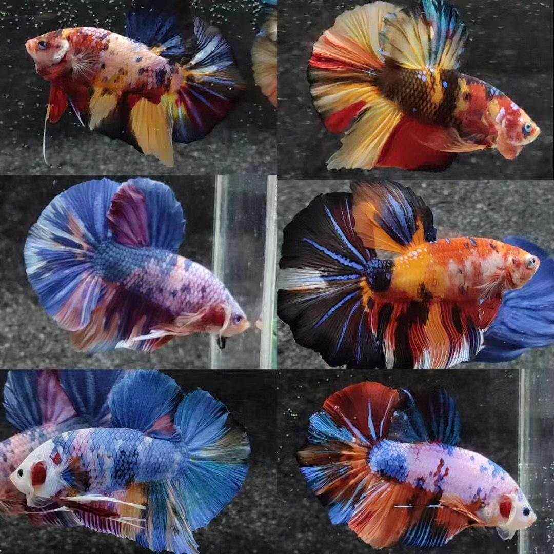 婚纱a泰国泰斗观赏鱼狮王公斗鱼大红袍鱼级小型将军半月精品热带