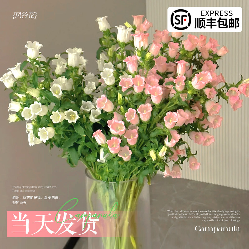 速发风铃卉水培水养花花云南基地直发鲜切花室内家用插花花束真花