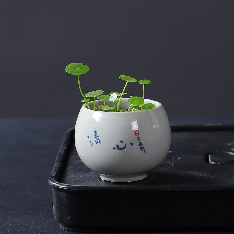 速发茶瓷小花盆铜钱草无孔家用水养陶桌桌饰杯子花器素雅装面摆件