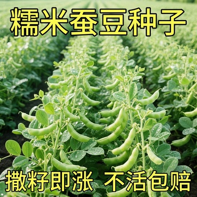 蚕豆种子特大高产糯米蚕豆种籽七星罗汉豆胡豆耐寒秋冬季蔬菜种孑