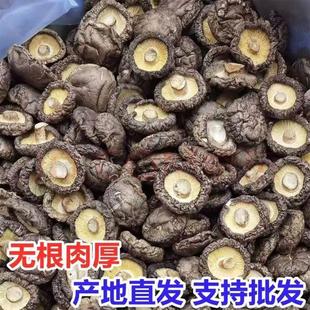 商用新鲜西峡非干香菇冬菇蘑菇香茹 包邮 香菇干货500g散装 一斤