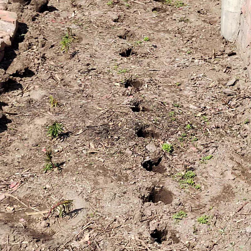 不锈钢打孔器种菜穴o盘育苗杯打洞取土破地膜脚蹬耕种加厚机械