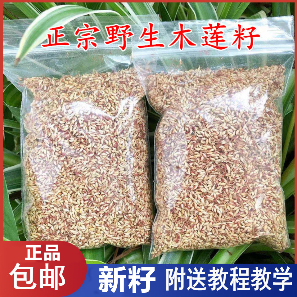 浙江诸暨特产木莲豆腐木莲子野生木莲籽爱玉子冰粉籽薜荔籽凉粉籽