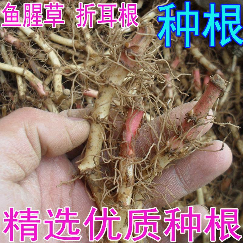 速发盆栽 种子 种籽 折耳根种子 种苗 新鲜鱼腥草 四季蔬菜 种根