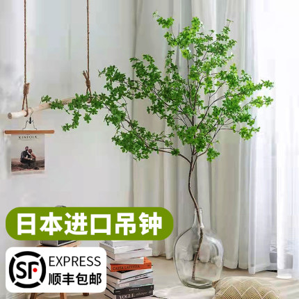速发吊水植物钟养鲜切盆条室内客厅马醉木水培绿植活树枝栽花